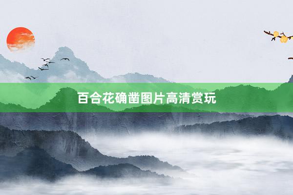 百合花确凿图片高清赏玩